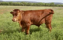BG West Texas Cowboy 40