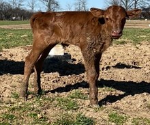 Captains beauty bull 2025
