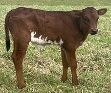 Ruby Flame Bull 2025