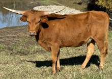 Trixie 23 Heifer 