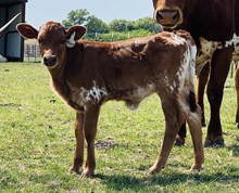 YR Roscoe x Ramblin Queen Heifer Calf