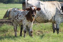 2021 Awesome Crystal Bull