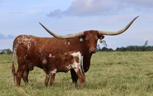Ranger's Alphie 788