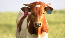 2020 Dixie Damsel Steer