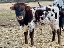 Fred/Heart Bull