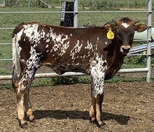 SBC 107 HEIFER