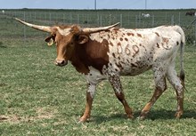 SBC 069 HEIFER