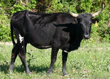 LLR Martha