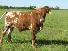 7 Bar PH#94 (Red River)