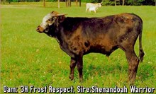 BULL CALF-3H FROST RESPECT