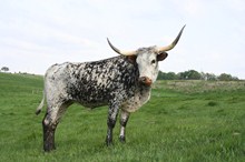 EOT SARATOGA'S JEWELL 842