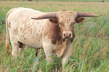 TS Zargus' Dylan