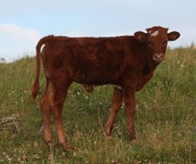 unnamed heifer 6