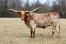 LORINDA'S LOVELY LADY
