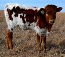 LAR J LO X QUICKDRAW BULL CALF