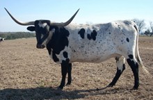JTW IMPRESSIVE CASHMERE
