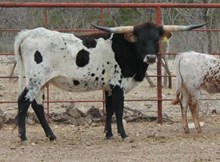 JHCC RIO BRAVO'S JEWEL
