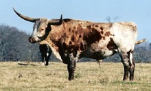 KISATCHIE BUTLER