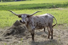 LL Majestic Patty P