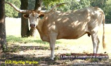 LLR Martha Wayles