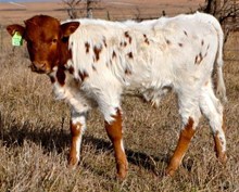 CV CASANOVA'S LUCKY LADY X QUICK DRAW BULL CALF
