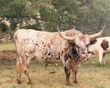 MF JUMBO JR.
