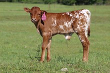 50 FRECKLES BULL
