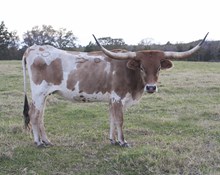 Max 9
