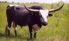 Mesquite MC 59
