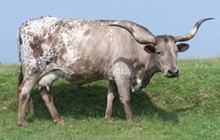 Mi Tierra 320