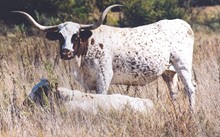 MI TIERRA 310