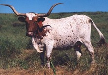 MI TIERRA 312