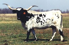 MI TIERRA 332