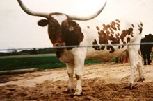 Miss Widespread 174/61