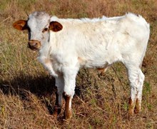 T BAR TOP WHIZ X MONACO CHEX BULL CALF