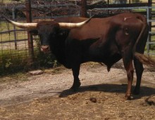 OL BIG RED