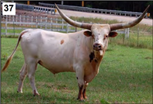 WF OKLAHOMA COWBOY 321