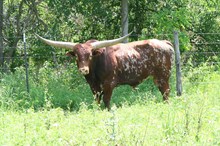 OUTBACK RULA 10/9