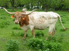 CB Markorita