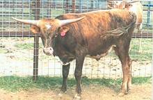 PP Buster