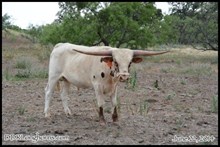 Palo Pinto Bandit SRC