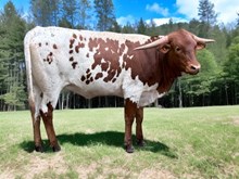 M7 Venus Beauty 
