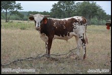 Rio Desperado Rose SRC x Lady Sara Lite SRC