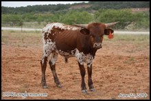 Rio Desperado Rose SRC x Phenomenal Fancy