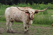 M.C. Abigail