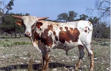 RR Colonel