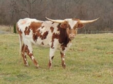 JL Trixie Dixie