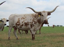 HL RAMBLIN REBA