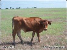 DDR Red's Rodeo