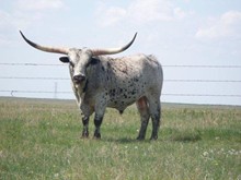 RODEO LEGEND